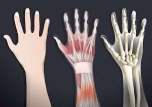 hand-muscles-and-joints